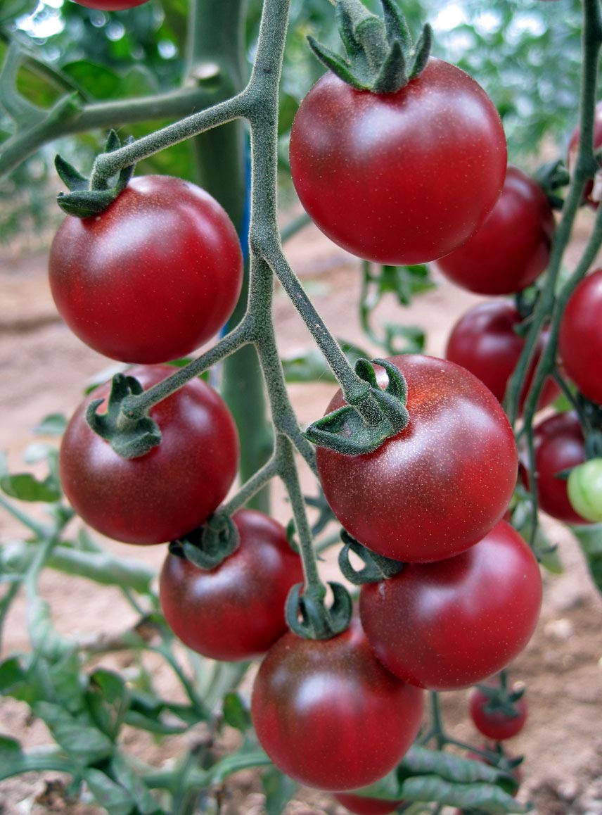 Rosella tomato seeds Solanum lycopersicum for planting