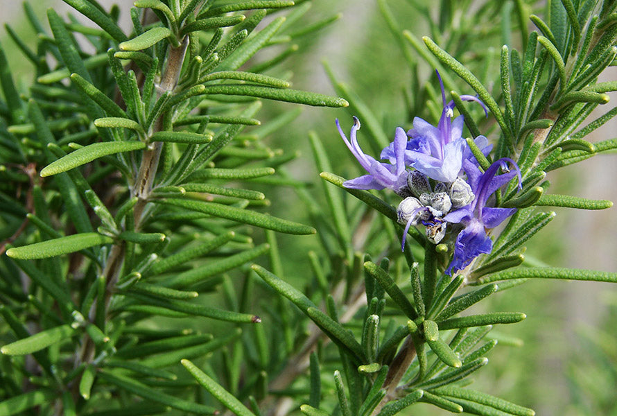 Rosemary Seeds Germinating in Well-Drained Soil