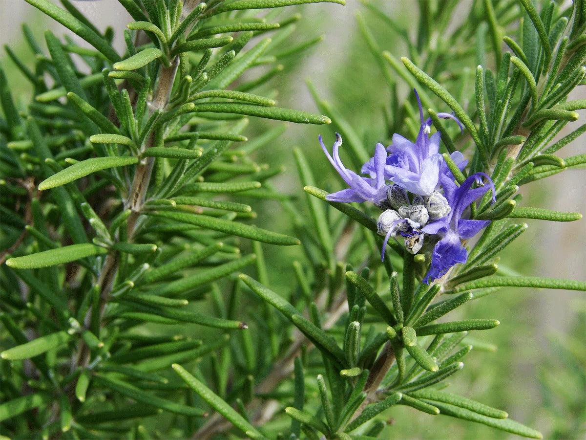 Rosemary Seeds Germinating in Sandy Soil