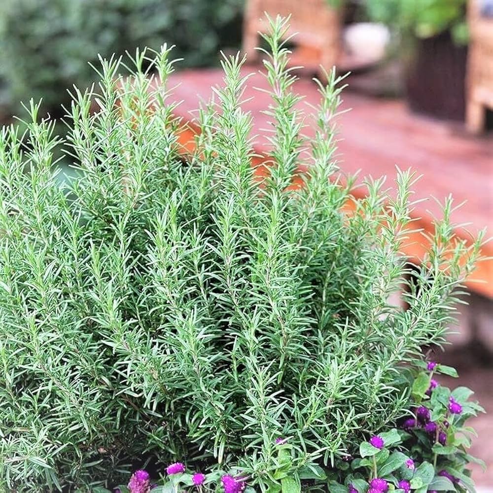 Fragrant rosemary leaves close-up