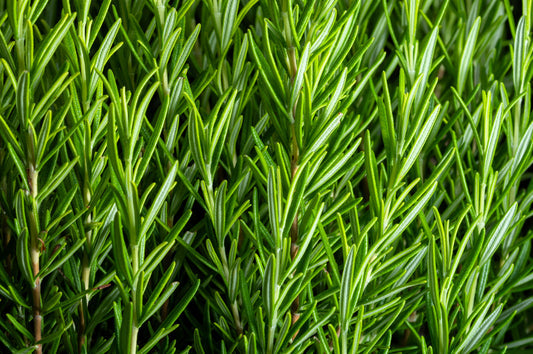 Rosemary Rosmarinus officinalis herb seeds for planting