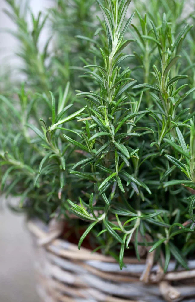 Young Rosemary Seedlings Growing Indoors