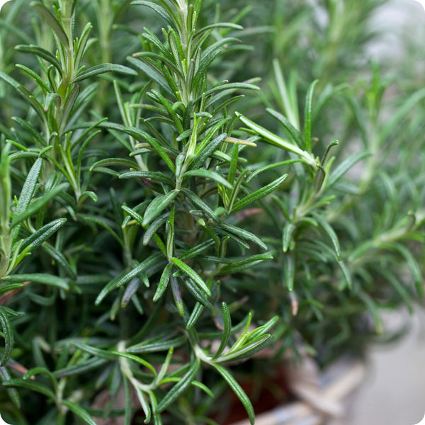 Rosemary seeds Rosmarinus officinalis evergreen aromatic plant