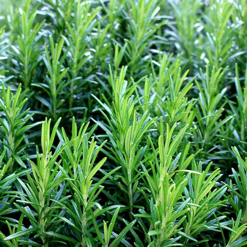 Sun-loving perennial Rosemary grown from seeds