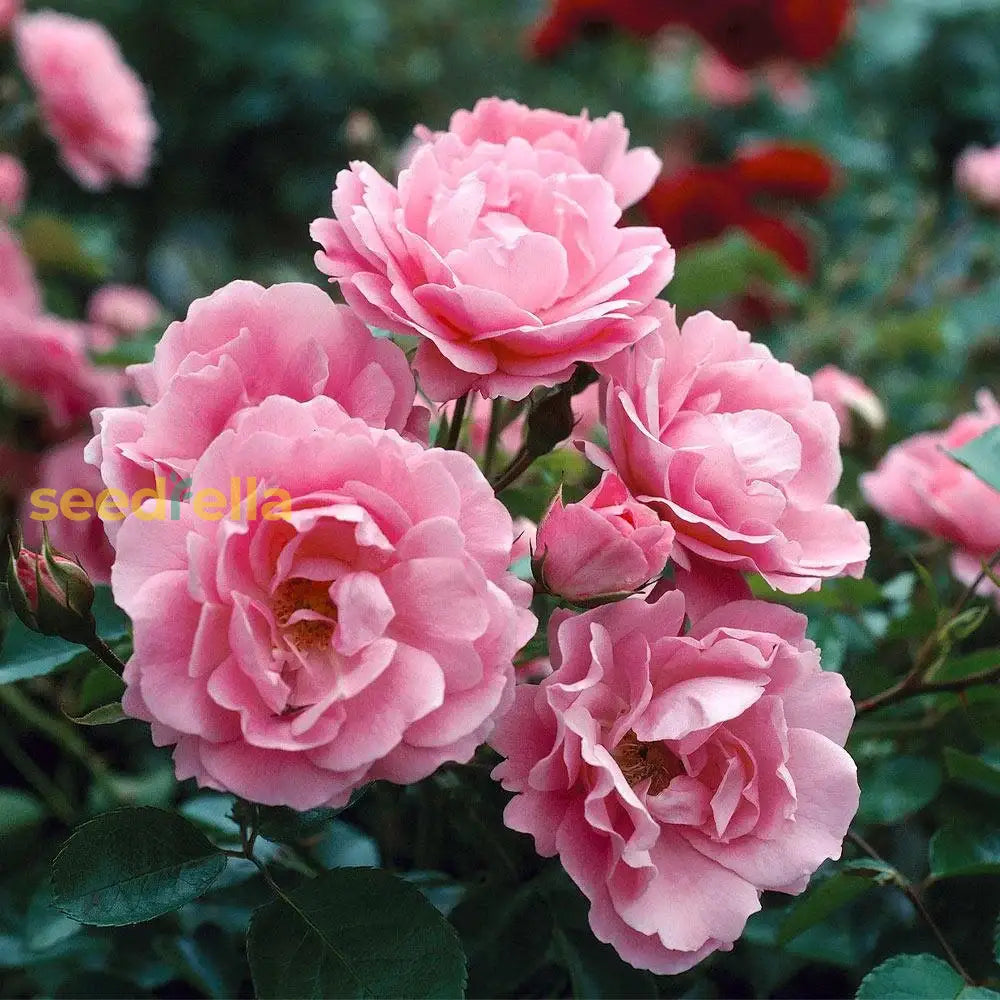 Rosenbusch Flower Seeds For Planting  Beautiful Blossoms Your Garden