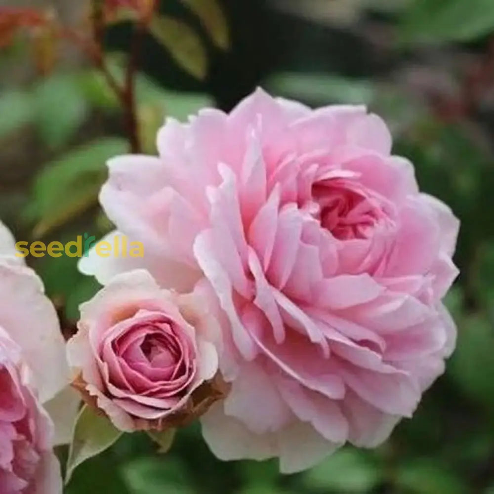 Rosenbusch Flower Seeds For Planting  Beautiful Blossoms Your Garden