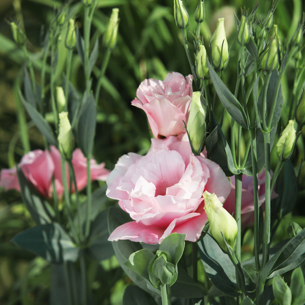 Pink White Eustoma (Lisianthus) Flower seeds for Planting - Shade Tolerant, Heirloom & GMO Free Seeds for Home Garden
 
 Sale for planting in home garden