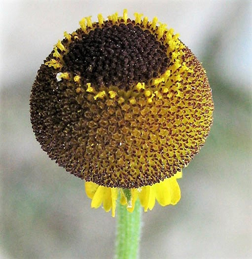 Rosilla Helenium puberulum seeds producing Autumn Lollipop yellow and red flowers
