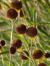 Rosilla Helenium Autumn Lollipop thriving in a native meadow garden from seeds