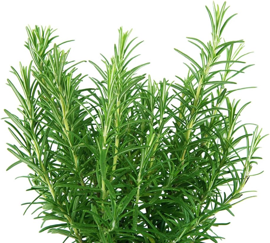 Rosmarinus officinalis bushy rosemary plant in pots