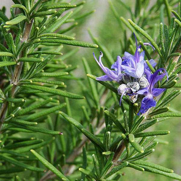 Rosmarinus officinalis growing in a container