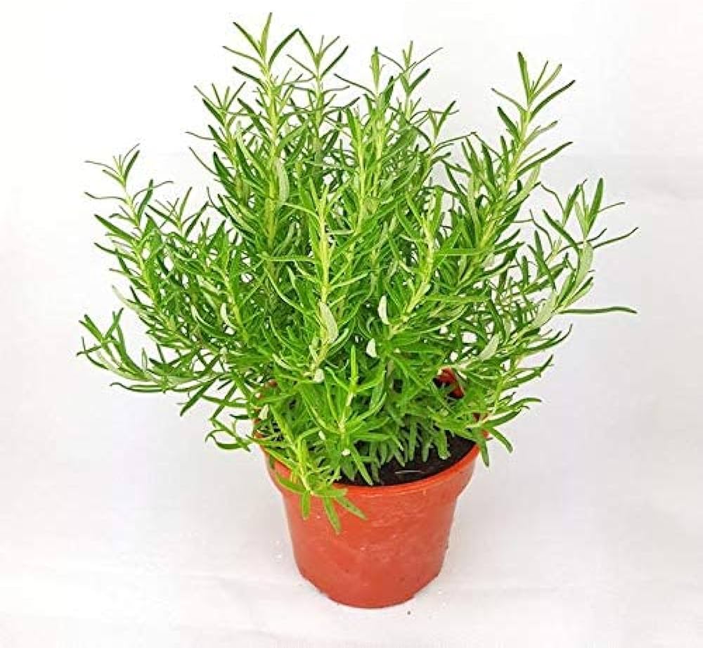 Rosmarinus Tree Seeds for Easy Garden Planting