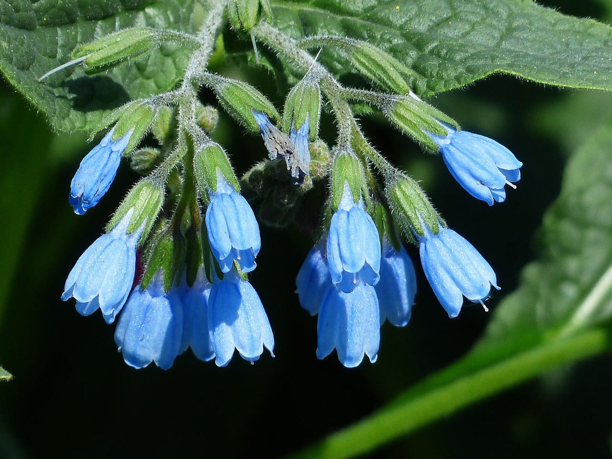 Comfrey (Comfrey Flower) seeds for planting in home garden