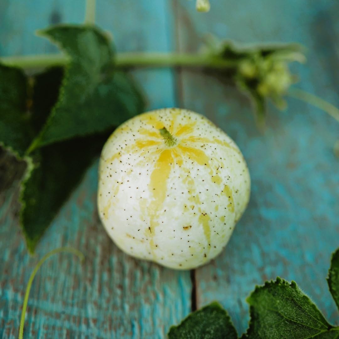 Round bright yellow lemon cucumbers grown from seeds