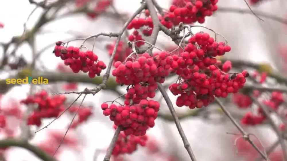 Rowan Fruit Seeds For Planting: Grow Your Own Beautiful Trees With Delicious Berries