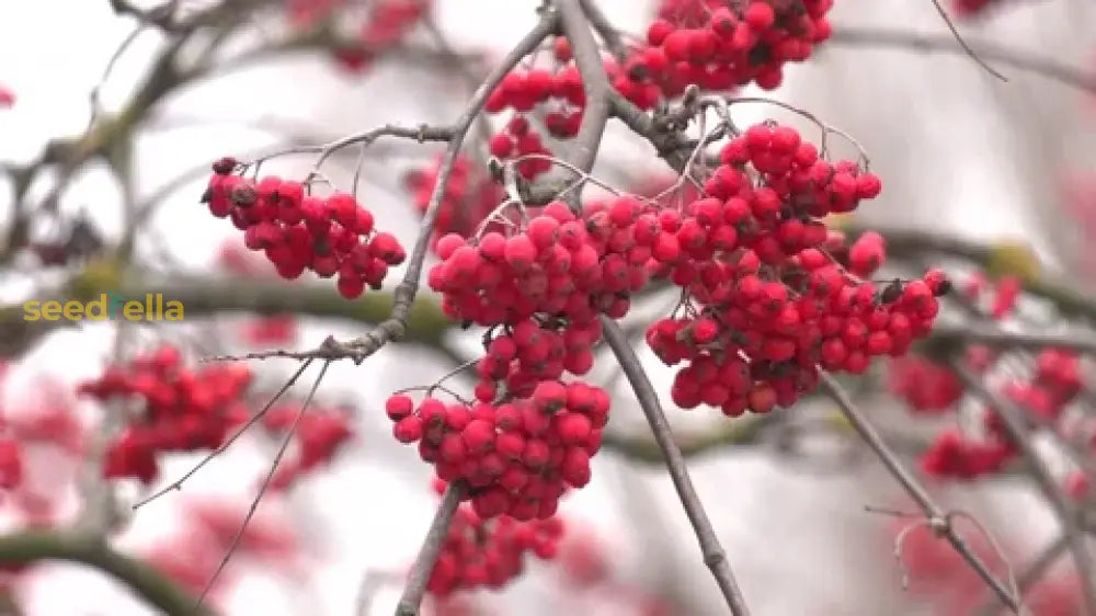 Rowan Tree Growing in Garden with Clusters of Bright Red Berries
