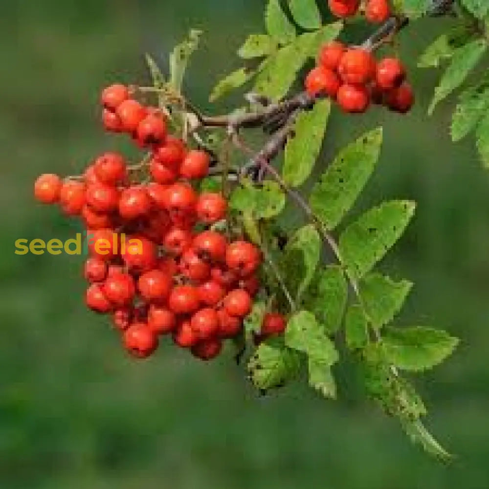 Rowan Fruit Seeds for Planting, Easy Guide to Grow Beautiful Rowan Trees with Berries