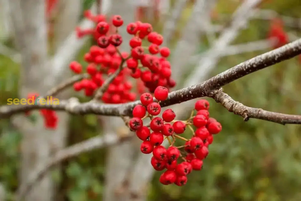 Step-by-Step Guide for Planting Rowan Fruit Seeds in Your Garden
