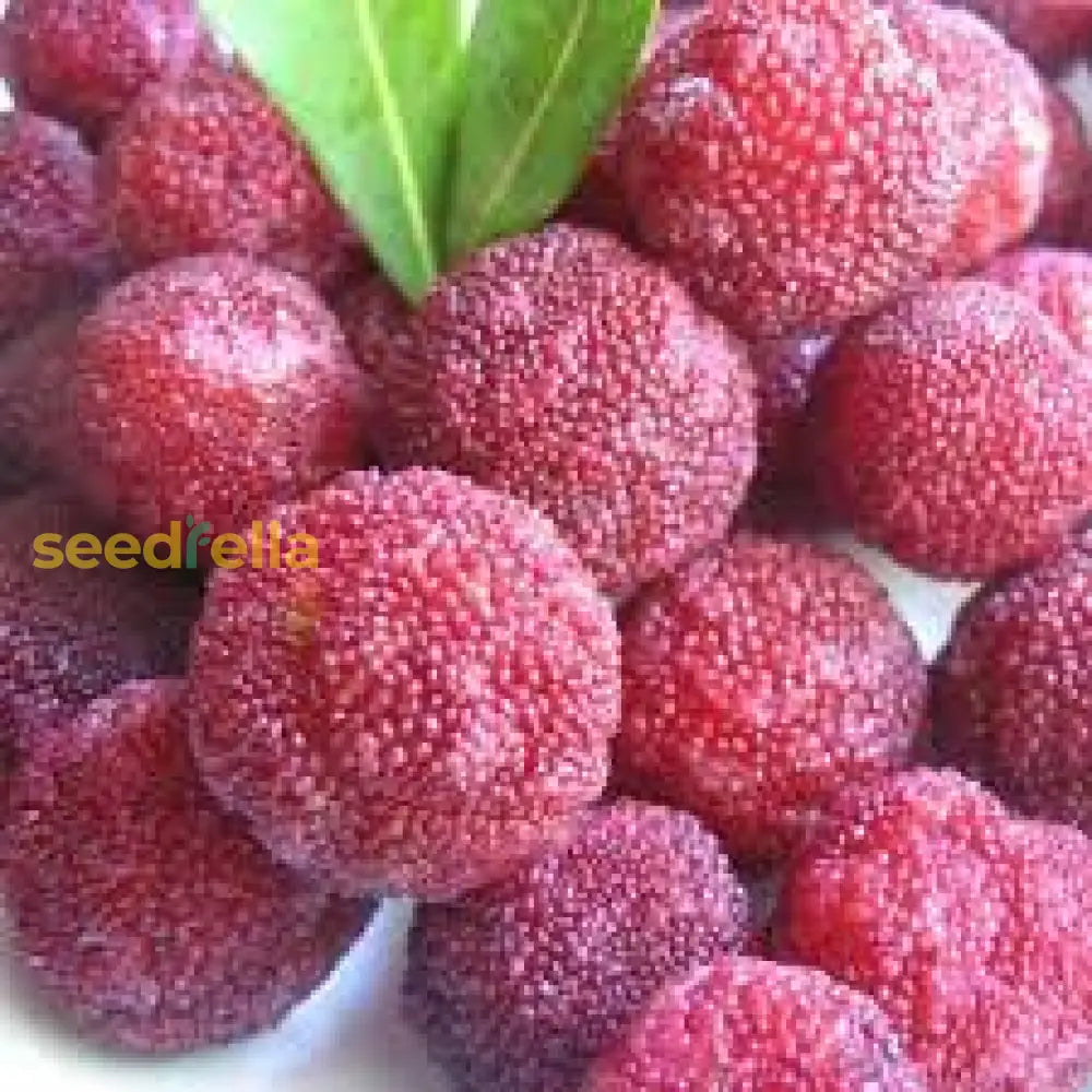 Rubra Fruit Seeds For Planting - Grow Delicious Red Fruits In Your Garden