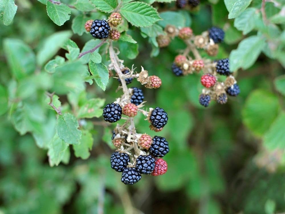 Rubus caesius seedlings sprouting
