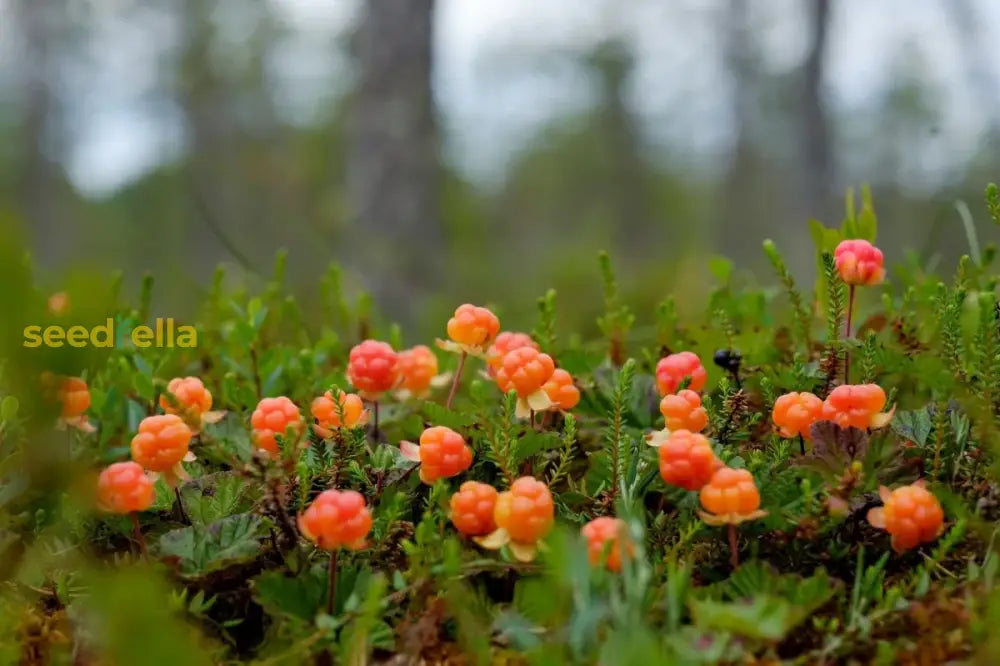 Rubus Chamaemorus Cloudberry Seeds for Home Garden