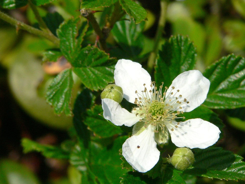 Rubus Cuneifolius Planting Flower Seeds For Vibrant And Bountiful Growth