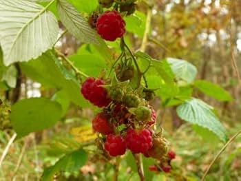 Rubus idaeus red raspberries growing on bush