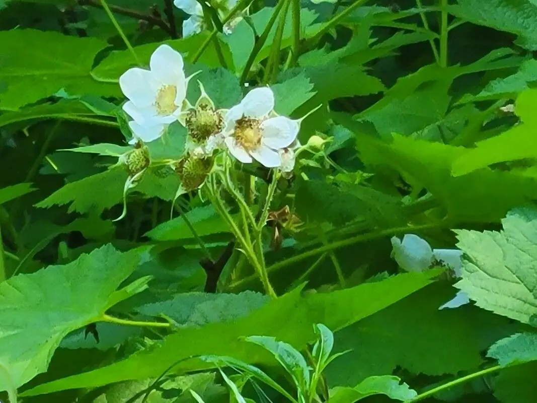 Edible Red Thimbleberries on Plant