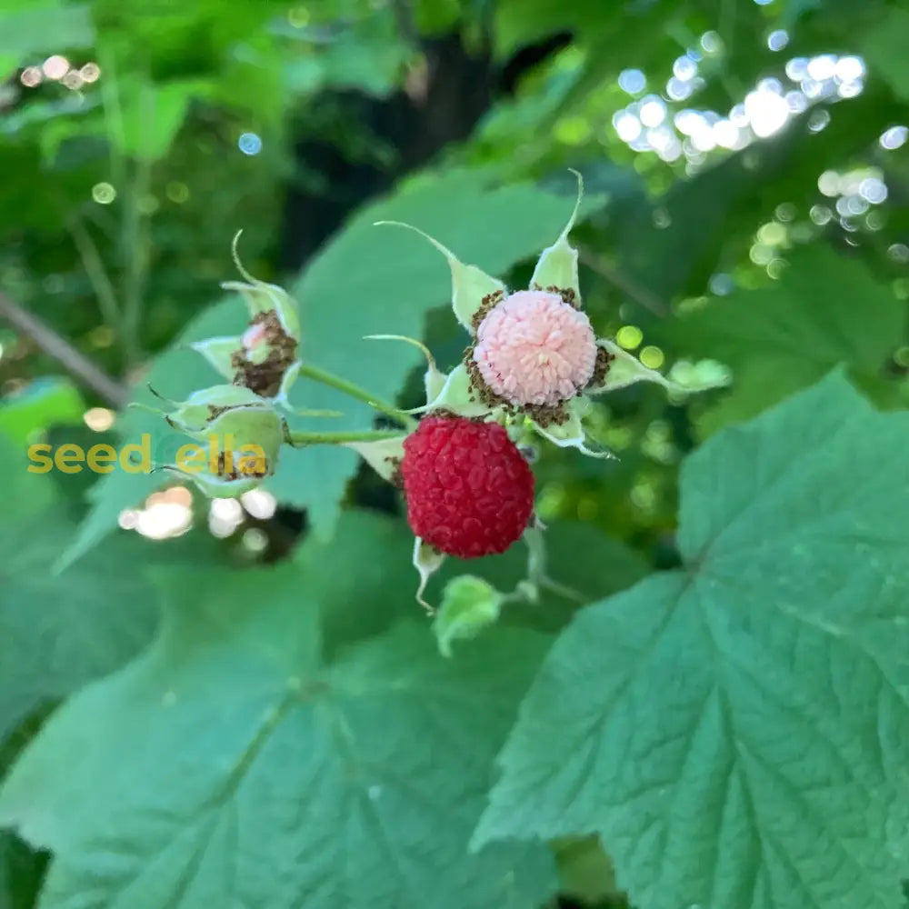 Rubus Parviflorus Thimbleberry Seeds for Garden