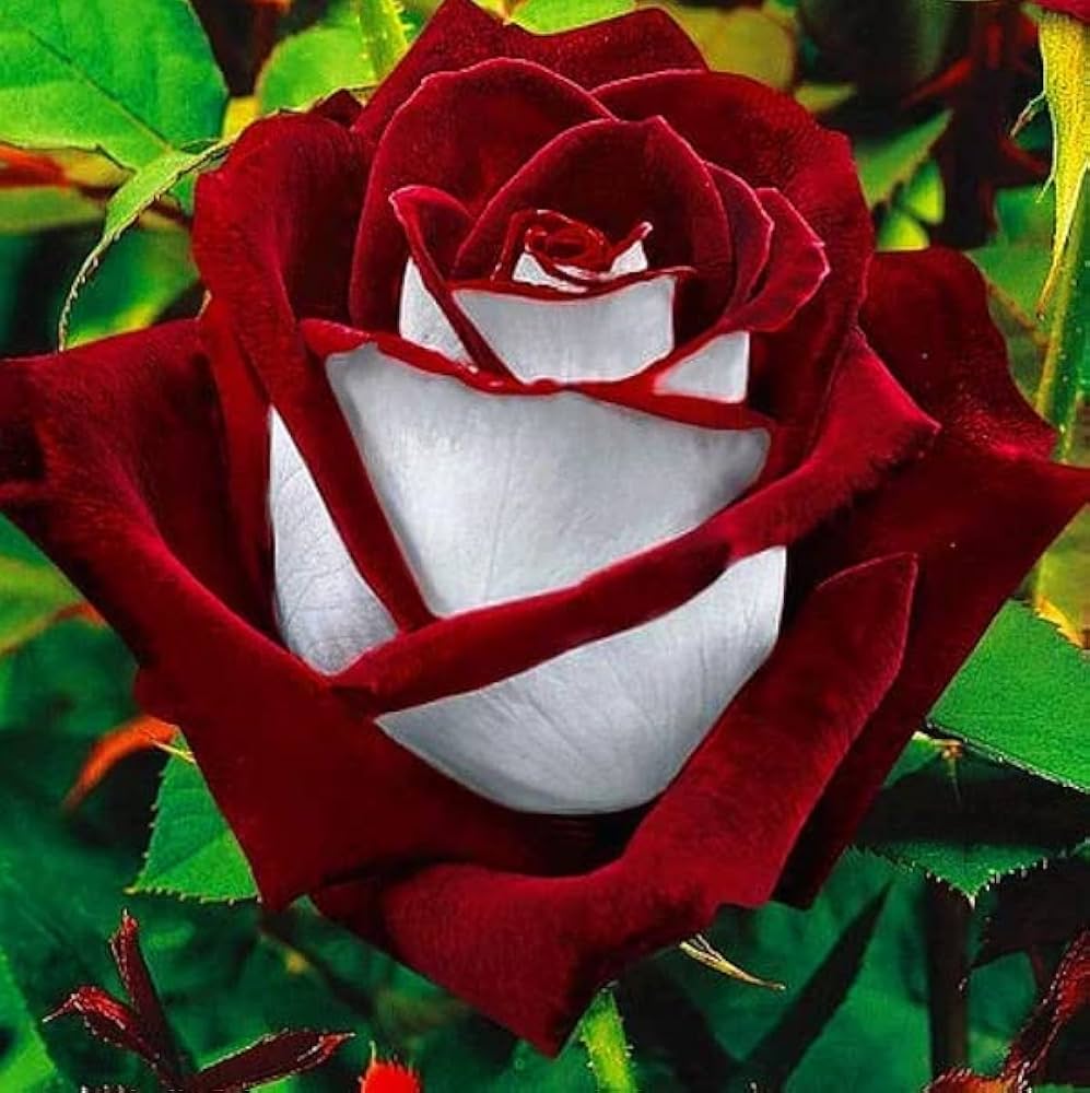 Ruby Dark Red Rose Seeds for Planting