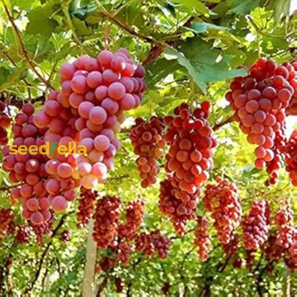 Ruby Roman Grape Seeds For Planting - Grow Your Own Grapes Fruit