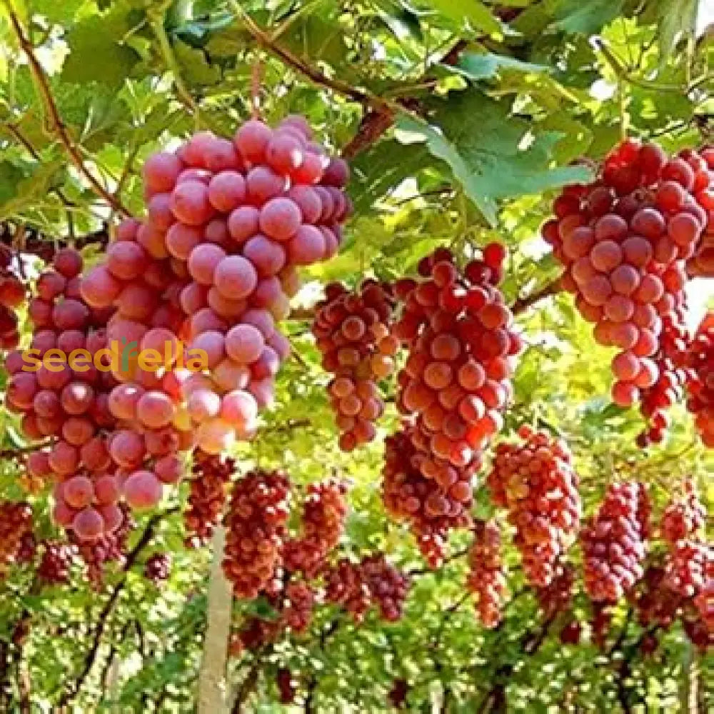 Ruby Roman Grape Seeds for Planting Red Grape Variety