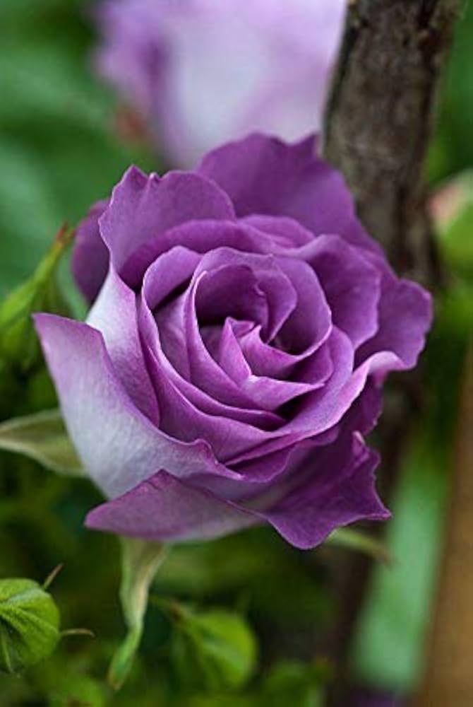 Ruby Rose Violet Mix flowers in garden beds