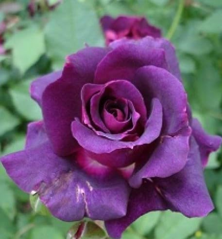 Ruby Rose Violet Mix flowers growing in pots