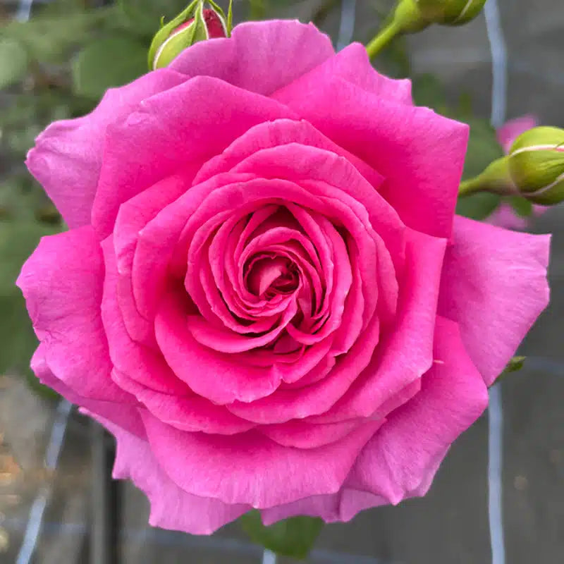 Ruby Rose Flower Seeds for Planting