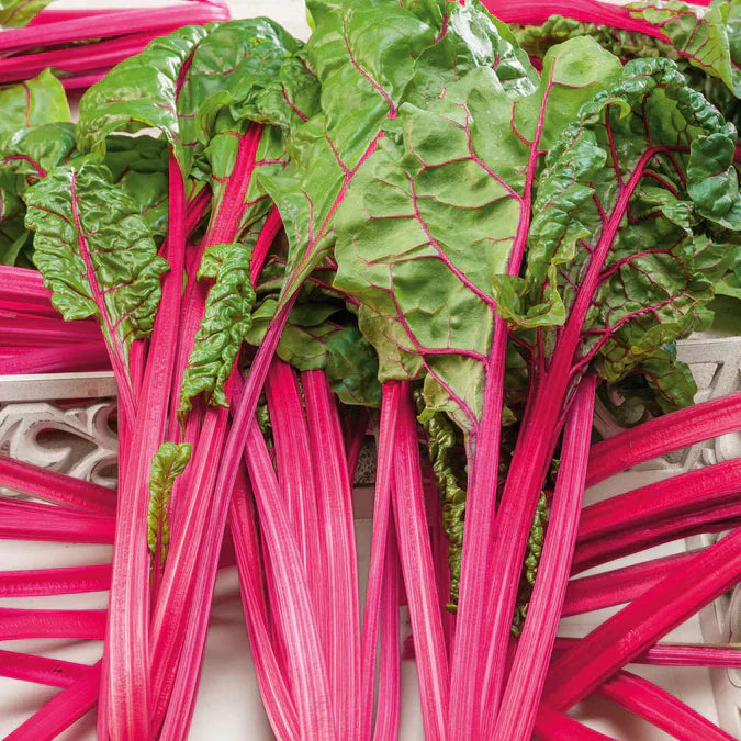 Ruby Swiss chard plant with vibrant red stems