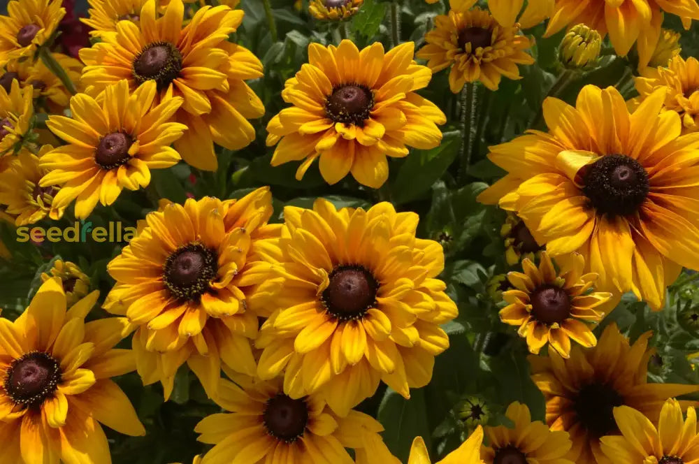 Rudbeckia Flower Seeds: Essential Planting Guide Seeds