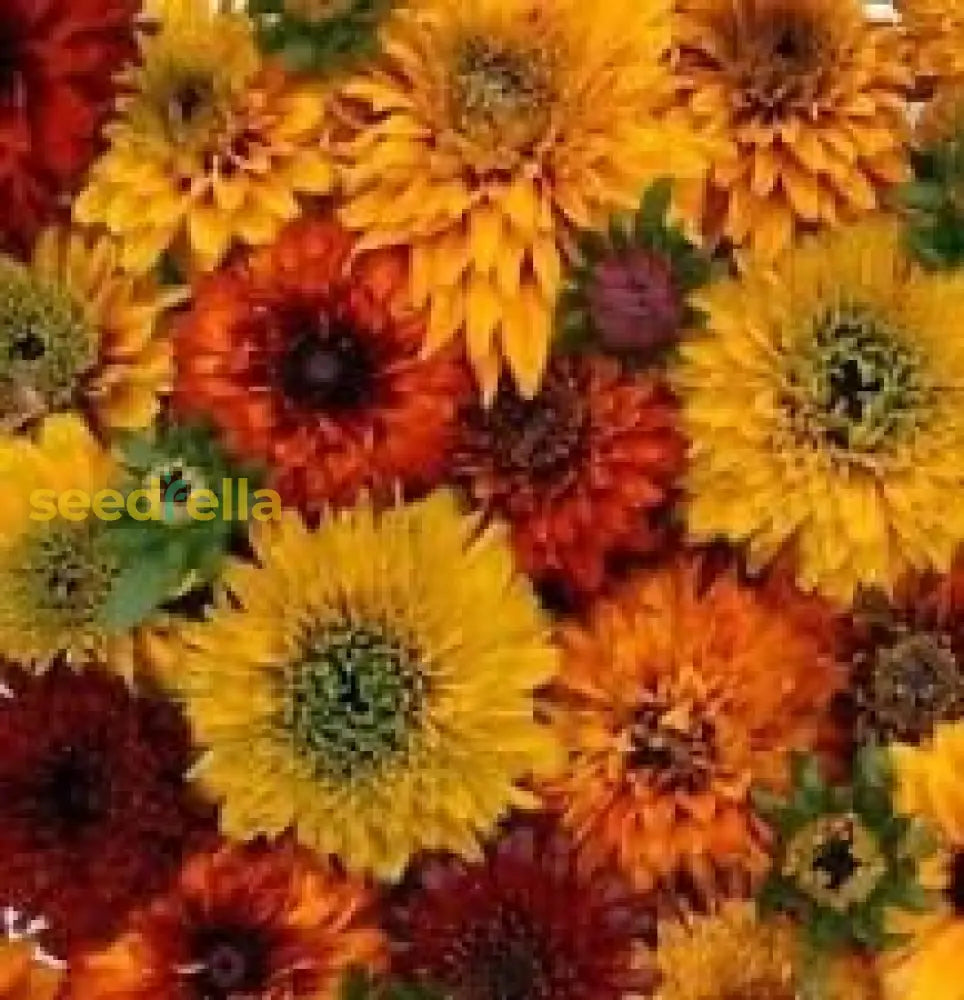 Rudbeckia Flower Seeds: Essential Planting Guide Seeds