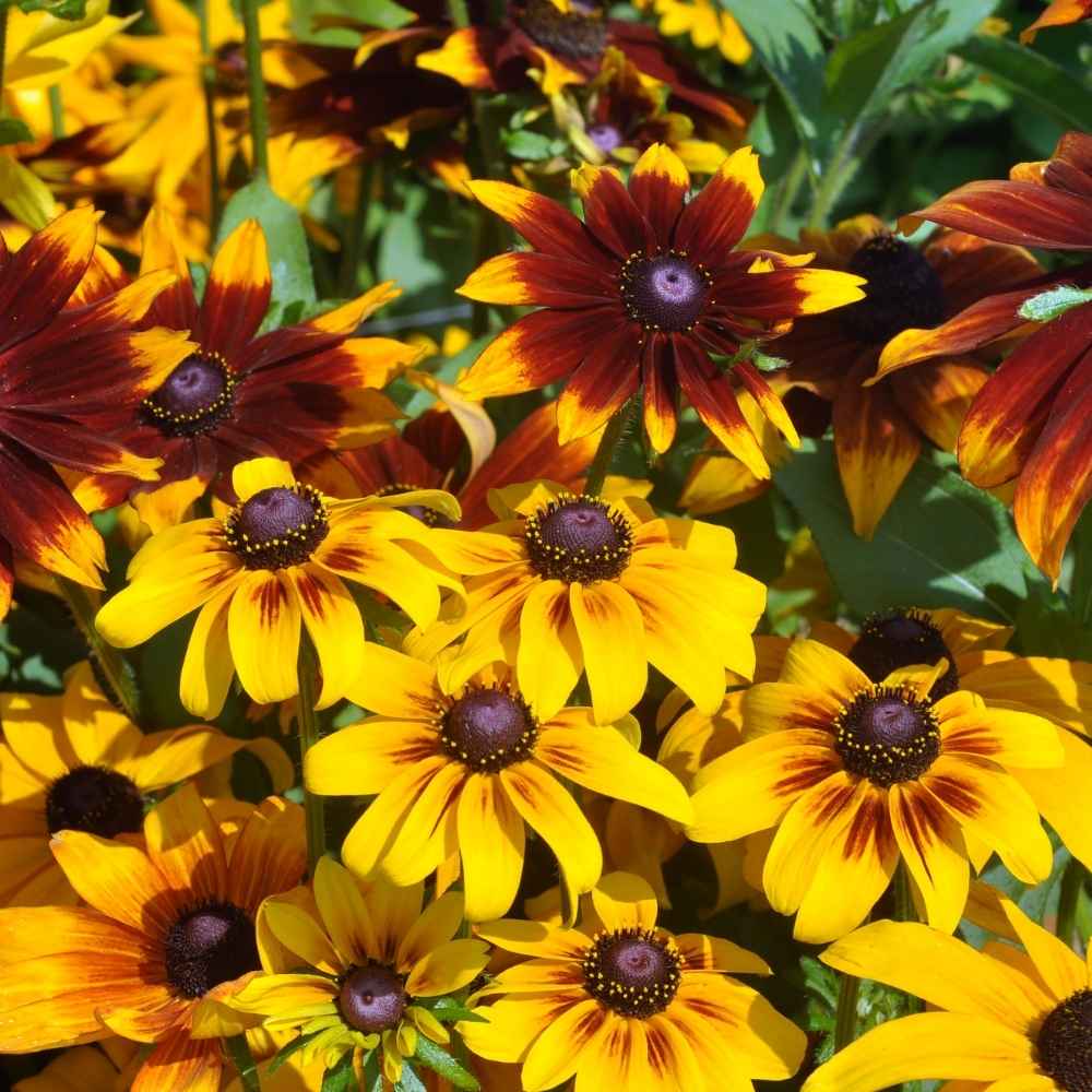 Rudbeckia flower seeds for bright garden blooms
