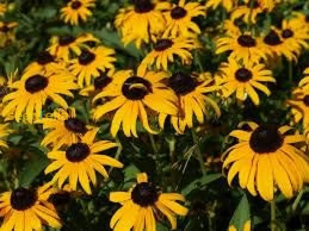 Rudbeckia Fulgida Flower Seeds For Planting  Brighten Your Garden With Perennial Blooms