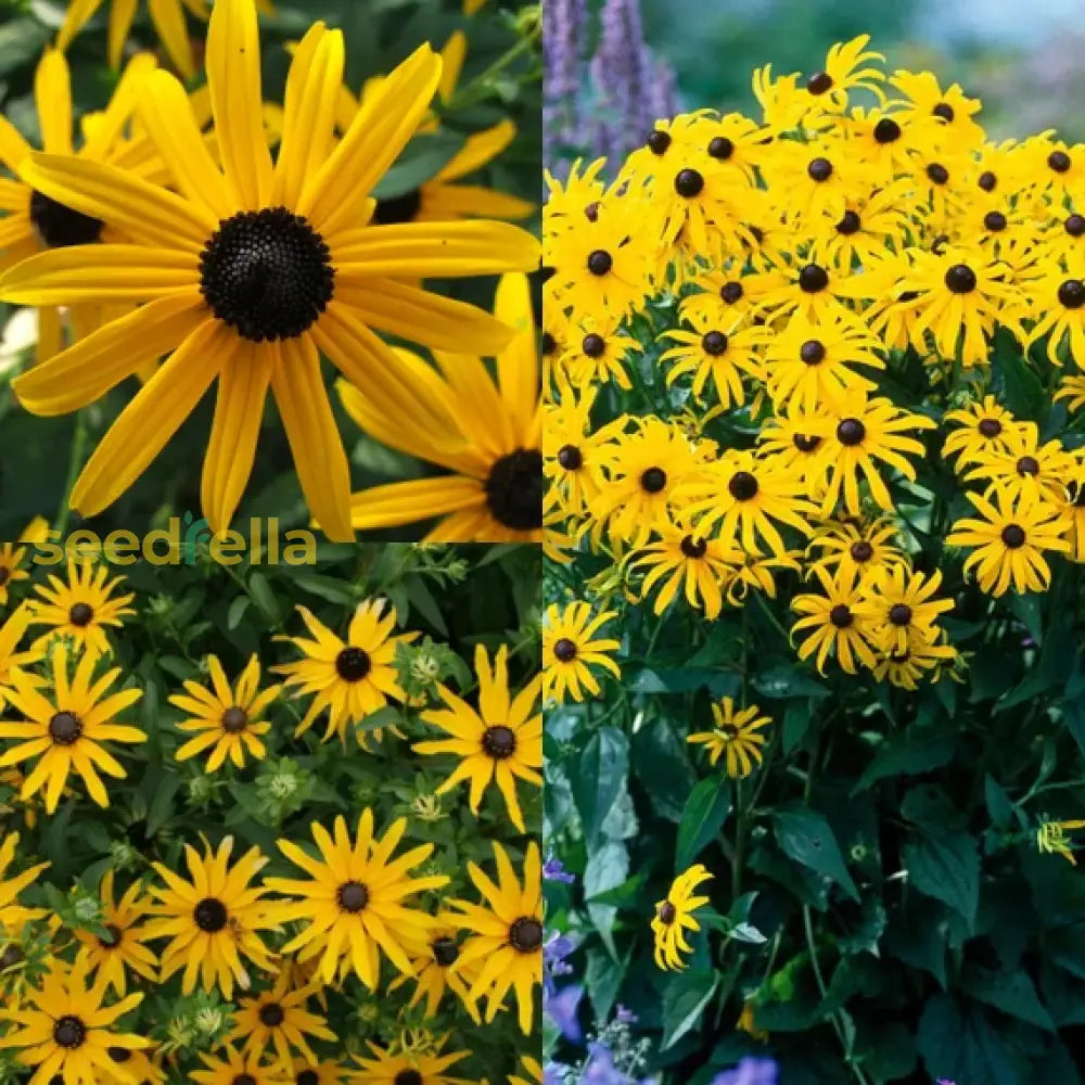 Rudbeckia Fulgida Flower Seeds For Planting  Brighten Your Garden With Perennial Blooms