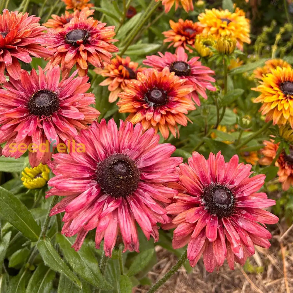 Rudbeckia Sahara Flower Seeds For Vibrant Garden Blooms