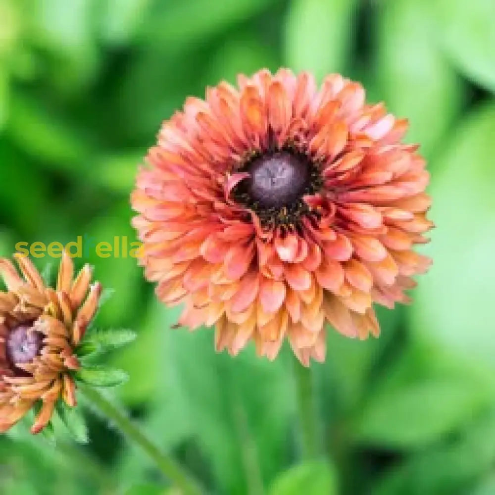 Rudbeckia Sahara Flower Seeds