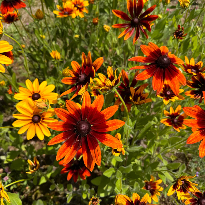 Easy to grow Rudbeckia seeds for containers and beds
