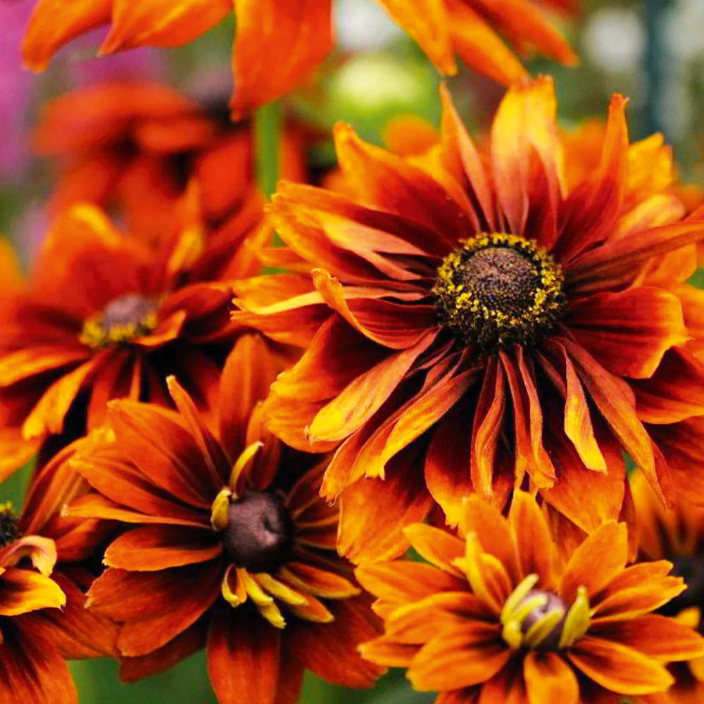 Rudbeckia seeds for borders and garden beds
