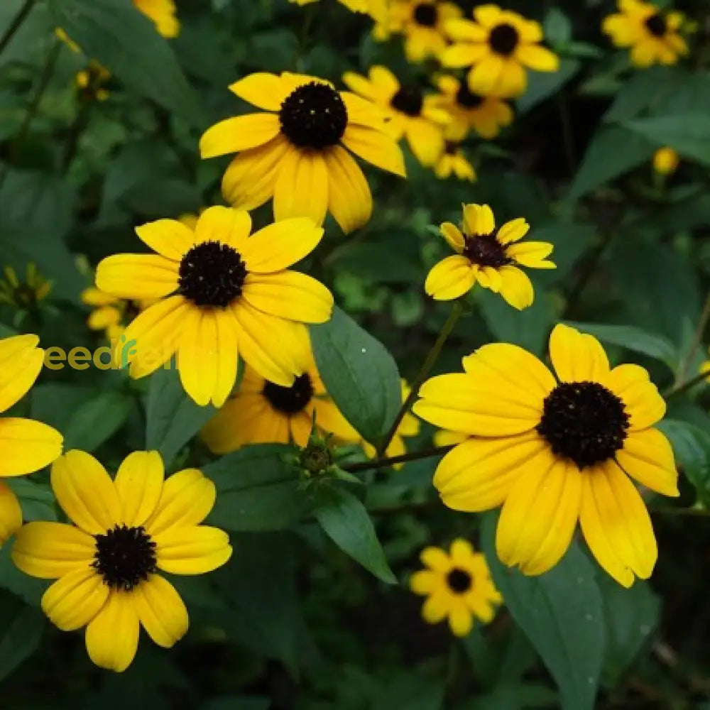 Rudbeckia Triloba Seeds For Planting  Vibrant Flower Your Garden