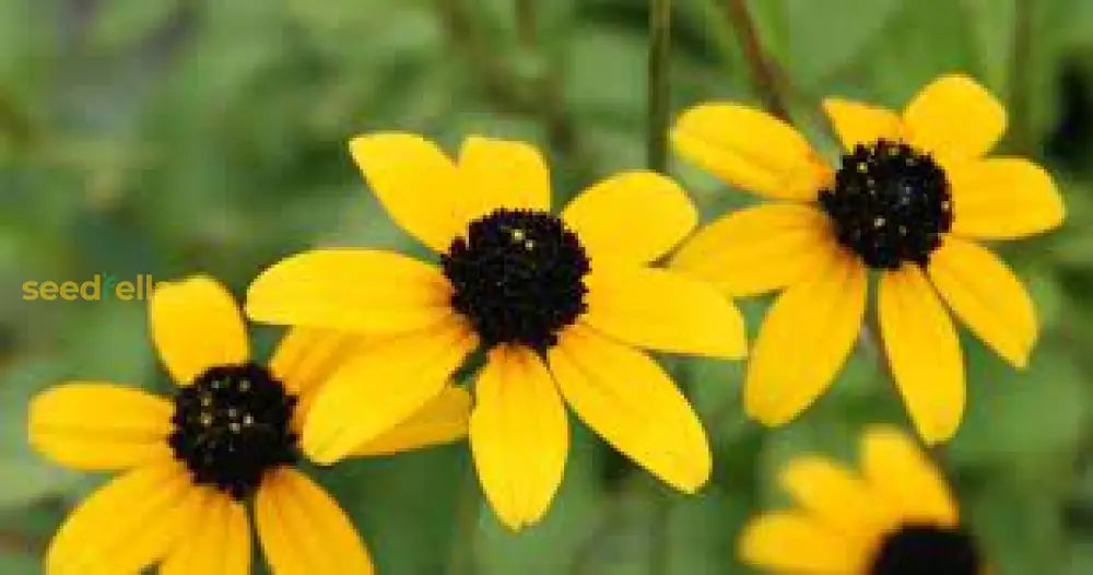 Rudbeckia Triloba Seeds For Planting  Vibrant Flower Your Garden