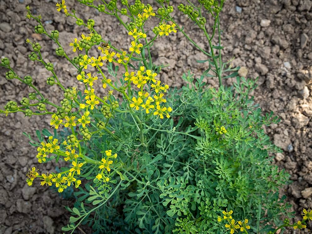 Rue seeds Ruta graveolens ornamental herb