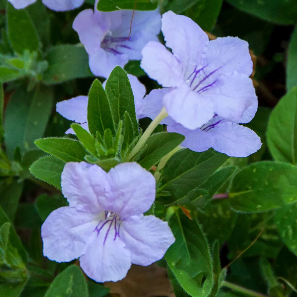 Ruellia Humilis Flower Seeds for Planting