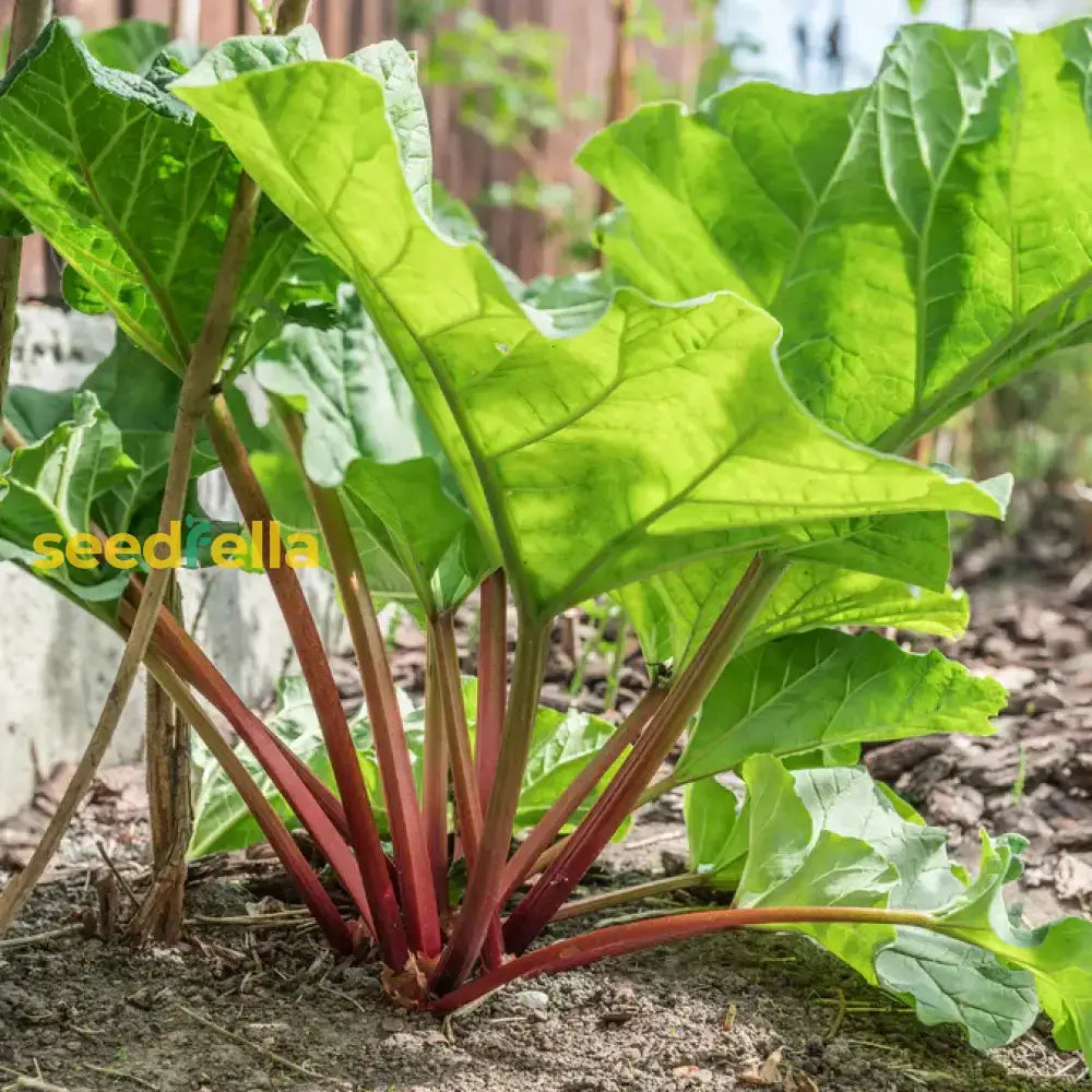 Ruibarbo Plant Seeds For Gardening And Planting: Grow Your Own Delicious Rhubarb!